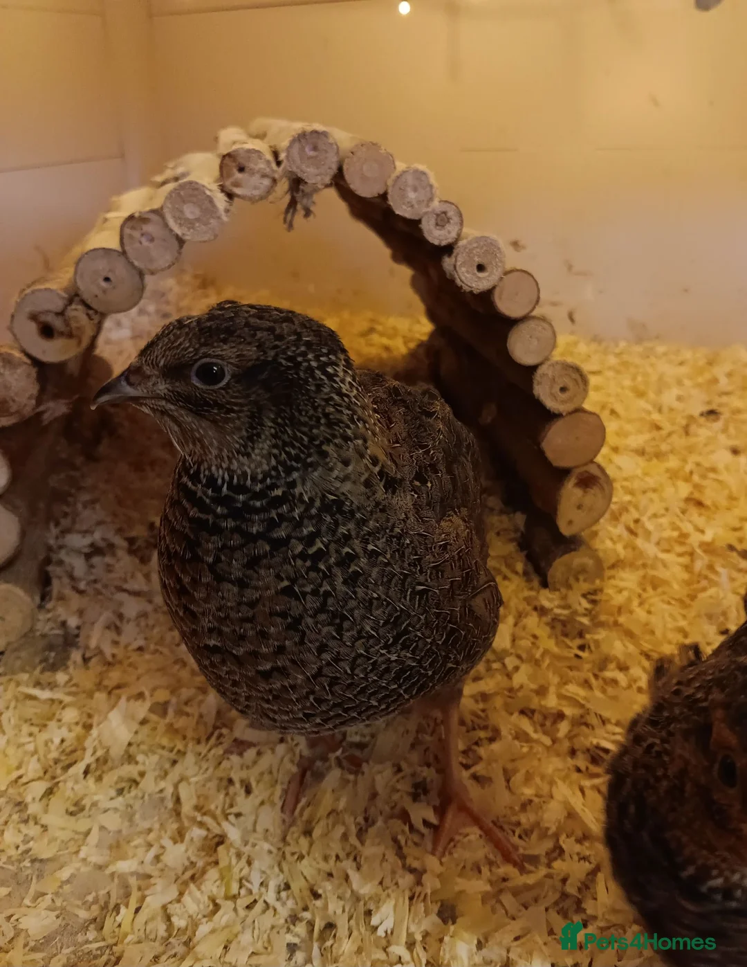 Quail poultry for sale: Breeding Group Quail 5 Hens & 1 Roo - Advert 4