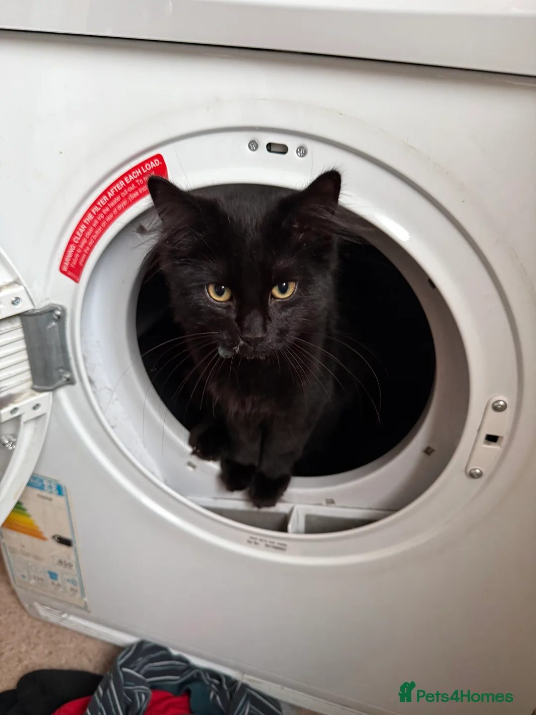 Mixed Breed cats for sale: kitten  - Advert 2