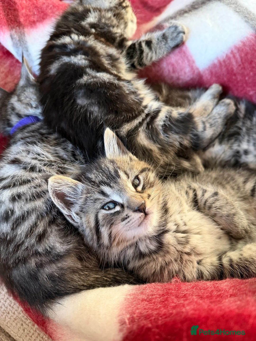Maine Coon cats for sale: Half Maine Coon Kittens - Advert 5