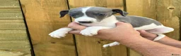 Mixed Breed dogs for sale: Italian greyhound whippet pups  - Advert 5