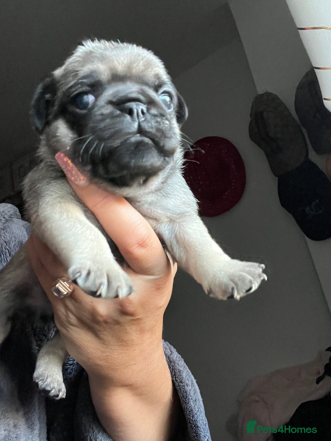 Pug dogs for sale: Rare apricot fawn female pug puppy ready now  - Advert 21