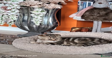 Scottish Fold cats - Advert 4