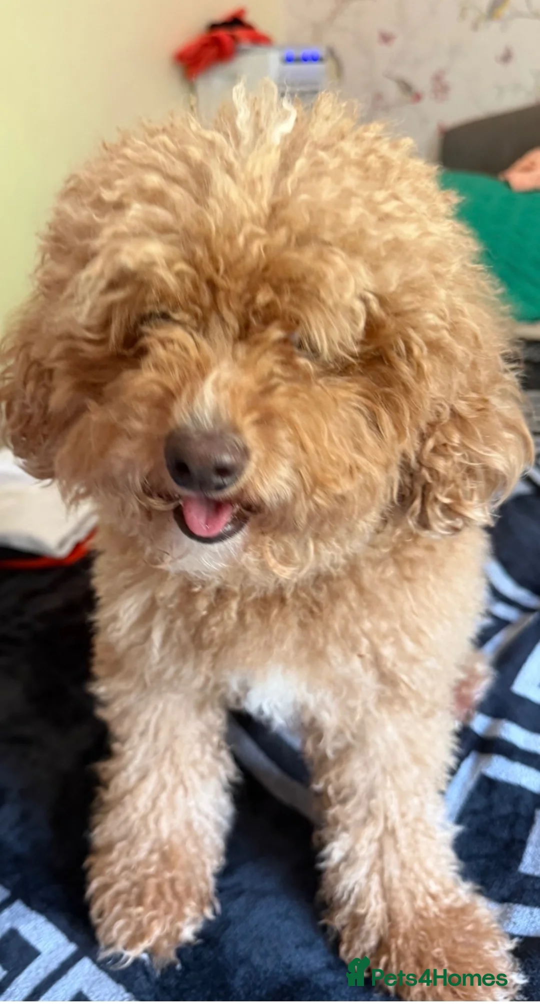 Mixed Breed dogs for sale: Boo-boo puppies - Advert 10