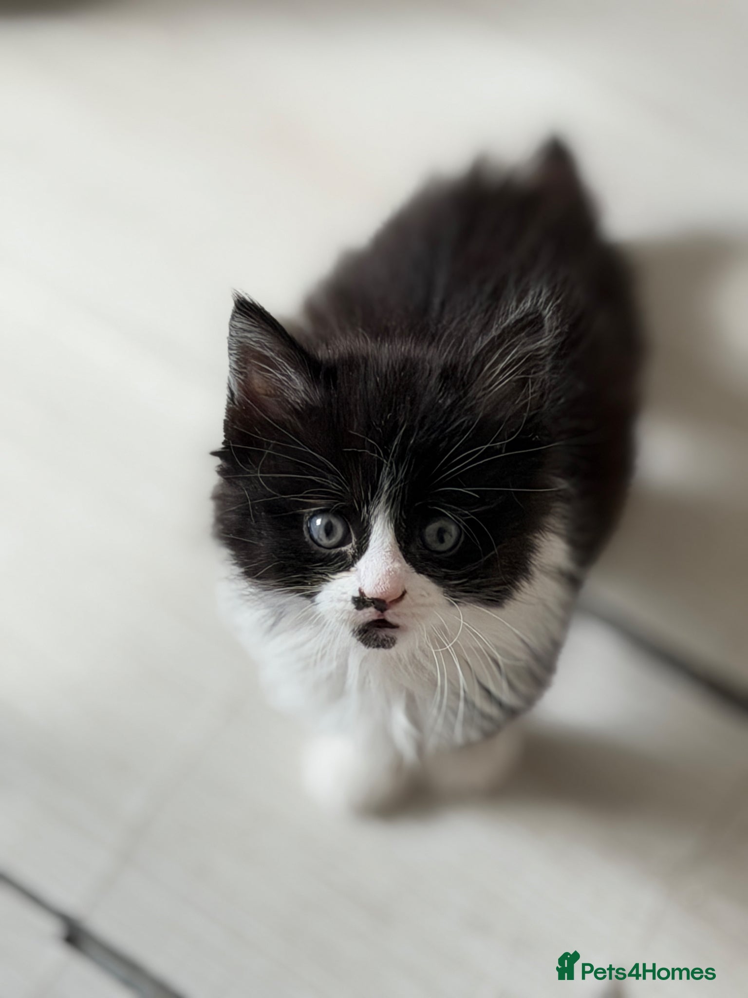 British Shorthair cats Stunning British Tabby Kittens – Ready April 4th - Advert 2