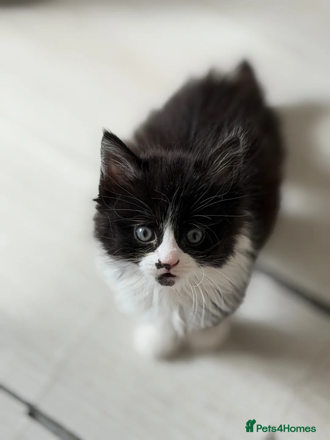 Domestic Shorthair cats for sale: Stunning British Tabby Kittens – Ready April 4th - Advert 1