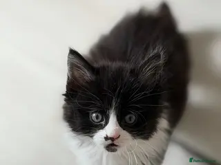 Domestic Shorthair cats for sale: Stunning British Tabby Kittens – Ready April 4th - Advert 3