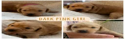 Mixed Breed dogs for sale: Beautiful double doodle puppies in Tredegar - Advert 20