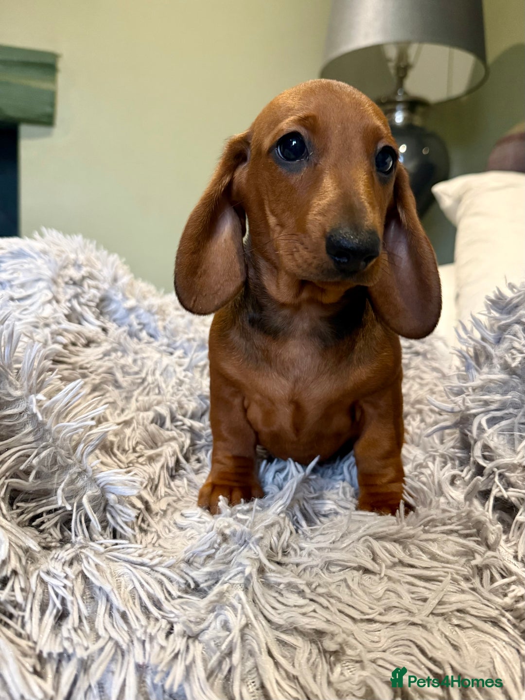 Dachshund dogs for sale: Beautiful standard dachshunds  - Advert 2