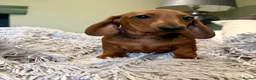 Dachshund dogs for sale: Beautiful standard dachshunds  - Advert 3