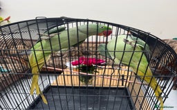 Parrots birds for sale: Pair Of Alexandrine Parrots - Image 11