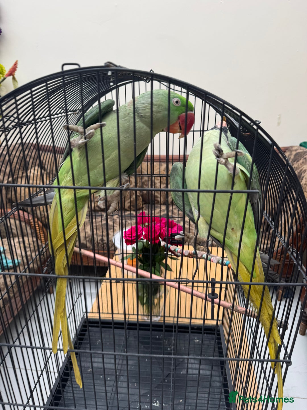 Parrots birds for sale: Pair Of Alexandrine Parrots - Image 11