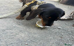 Dachshund dogs for sale: Dachshund  - Image 4