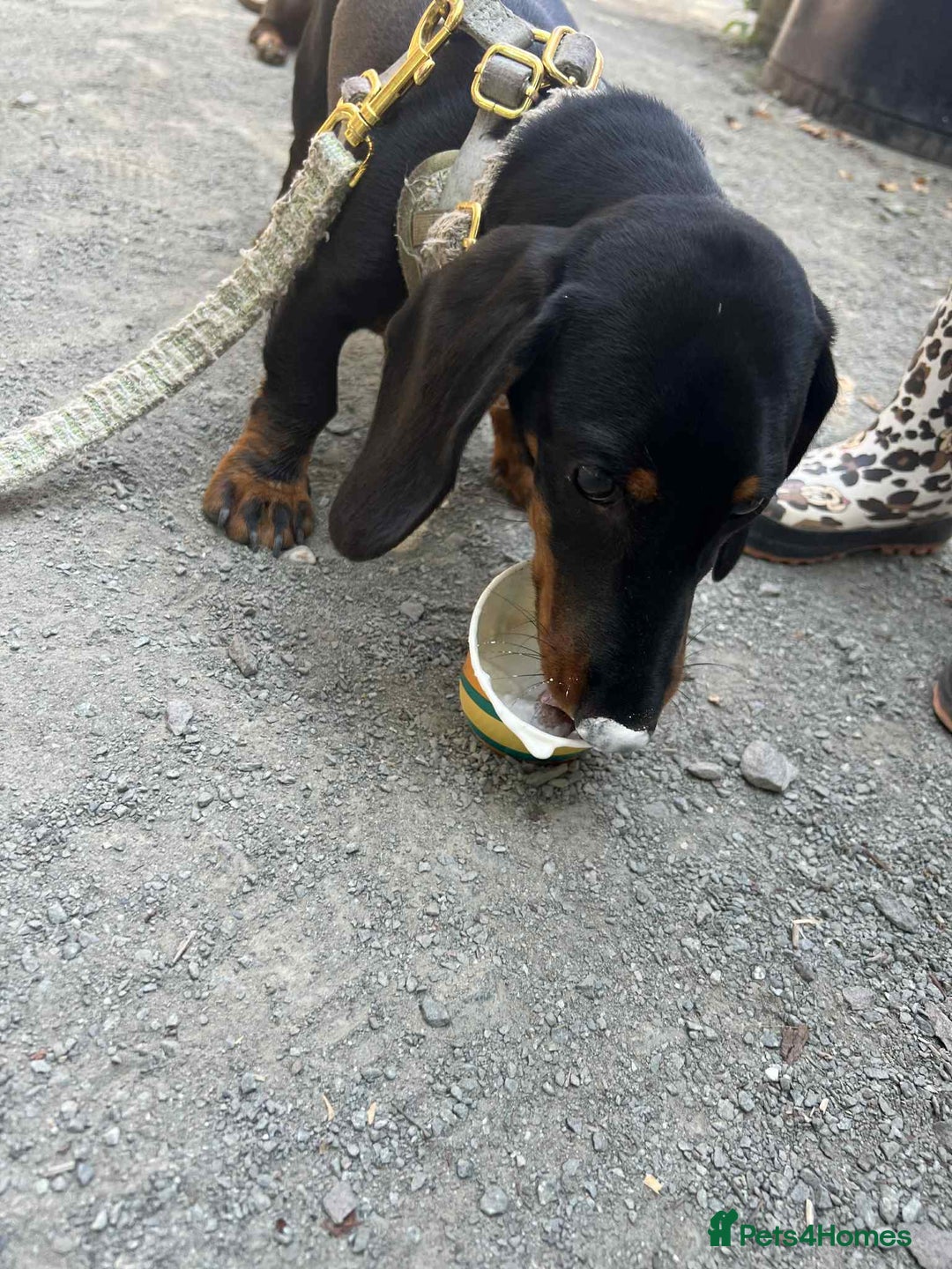 Dachshund dogs for sale: Dachshund  - Image 4