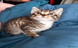 Mixed Breed cats for sale: Beautiful mixed breed blue eyes silver/grey tabby  - Image 3
