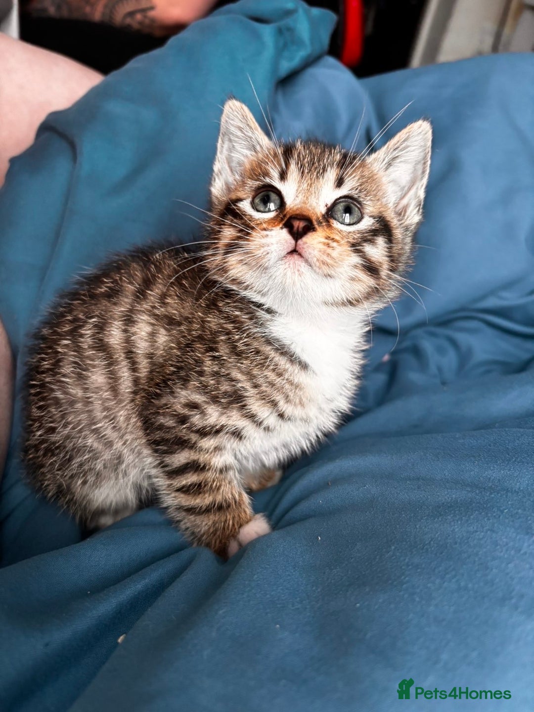 Mixed Breed cats for sale: Beautiful mixed breed blue eyes silver/grey tabby  - Image 3