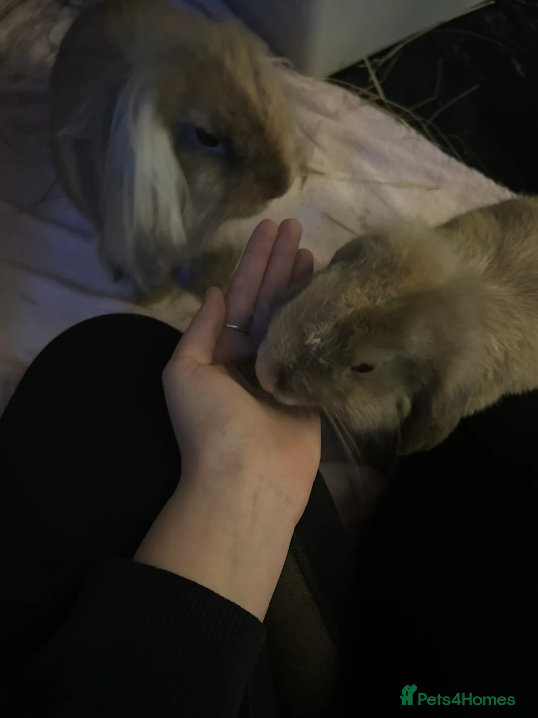 Dwarf Lop rabbits for sale: Deaf lop / lion head  in Newport - Advert 1