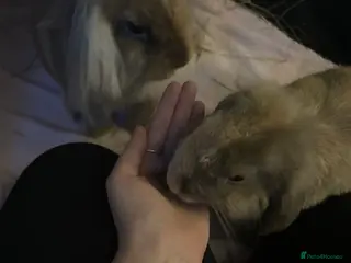 Dwarf Lop rabbits Deaf lop / lion head - Advert 3