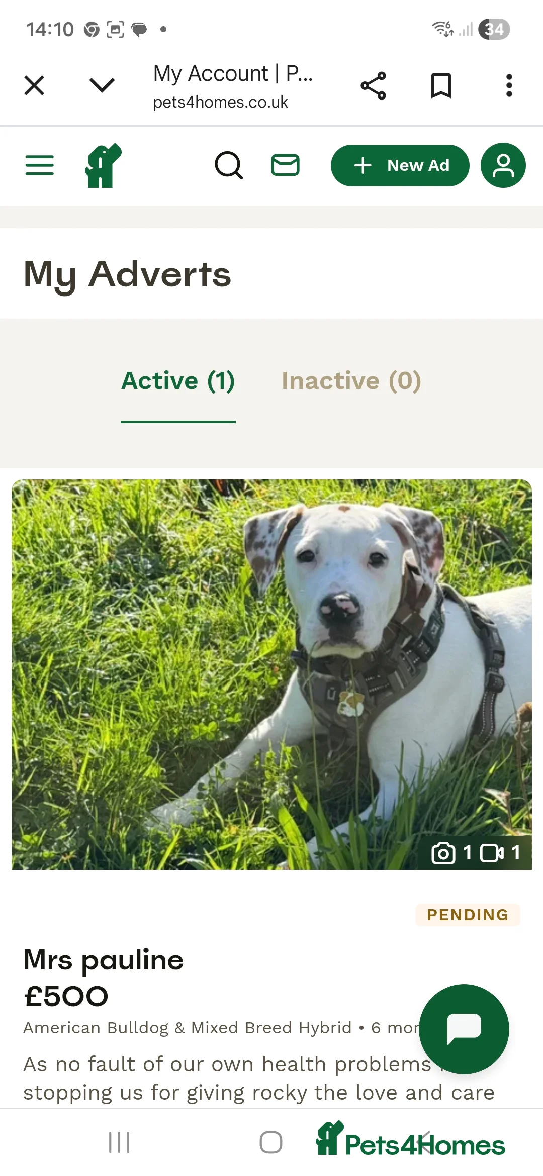 Mixed Breed dogs for sale: Puppy - Advert 4