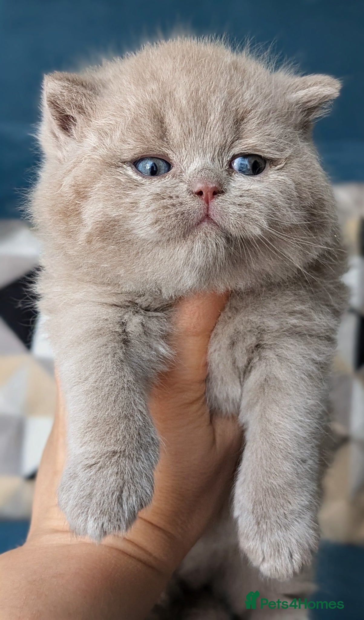 British Shorthair cats GCCF REGISTERED CHOCOLATE AND LILAC KITTENS - Advert 2