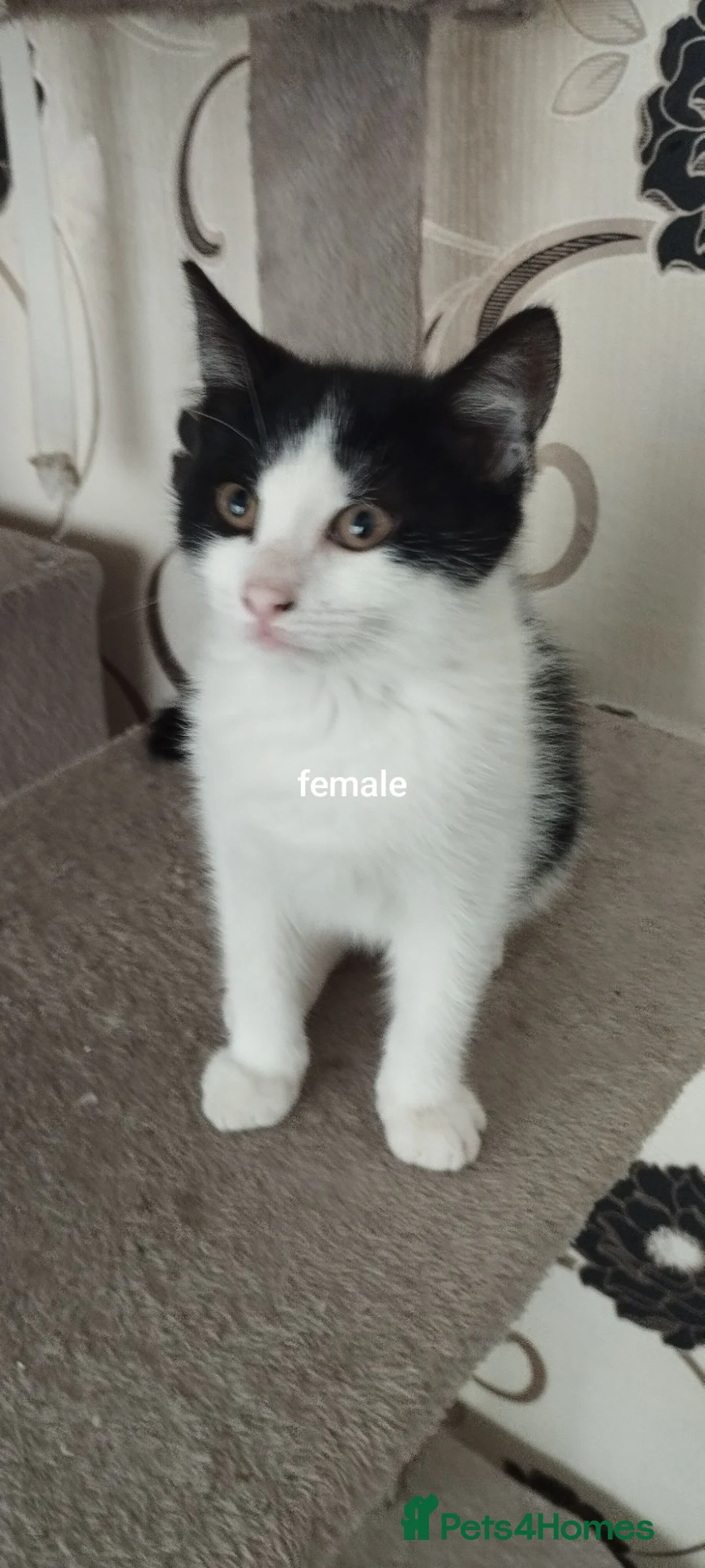 British Shorthair cats for sale: Cutie kittens search new homes  - Advert 2