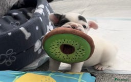 French Bulldog dogs for sale: Fluffy French Bulldogs  - Image 11
