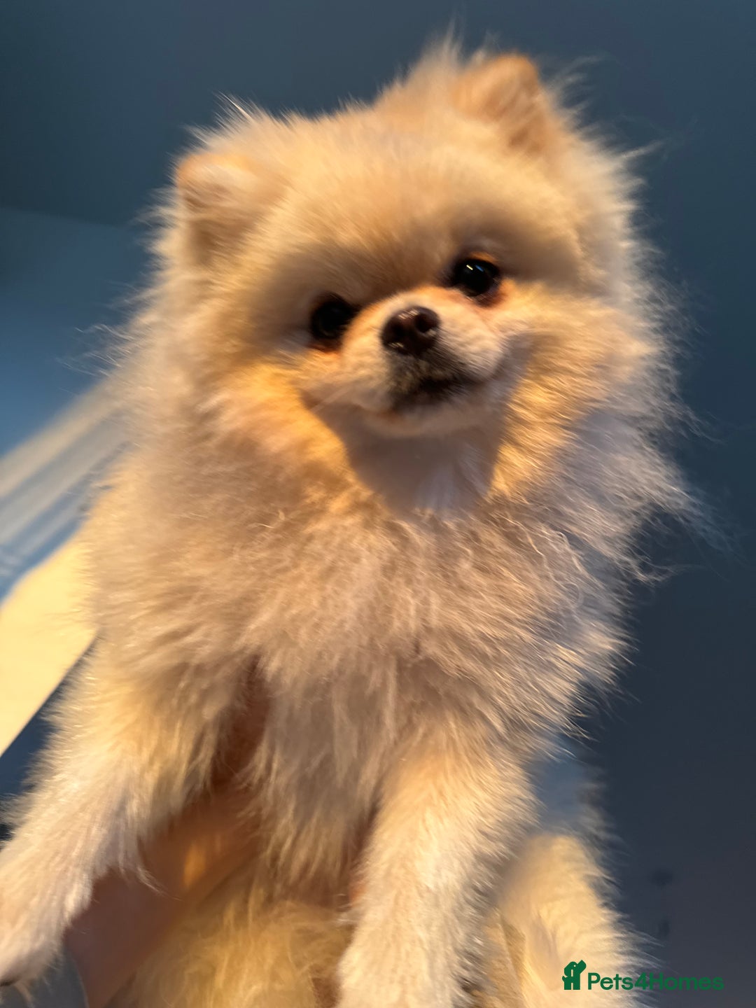 Pomeranian dogs for stud: Pomeranian stud  - Advert 3