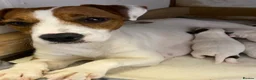 Jack Russell dogs for sale: 7 beautiful jack Russell puppies  - Advert 23