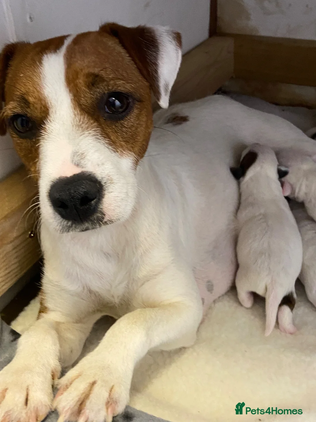Jack Russell dogs for sale: 7 beautiful jack Russell puppies  - Advert 23