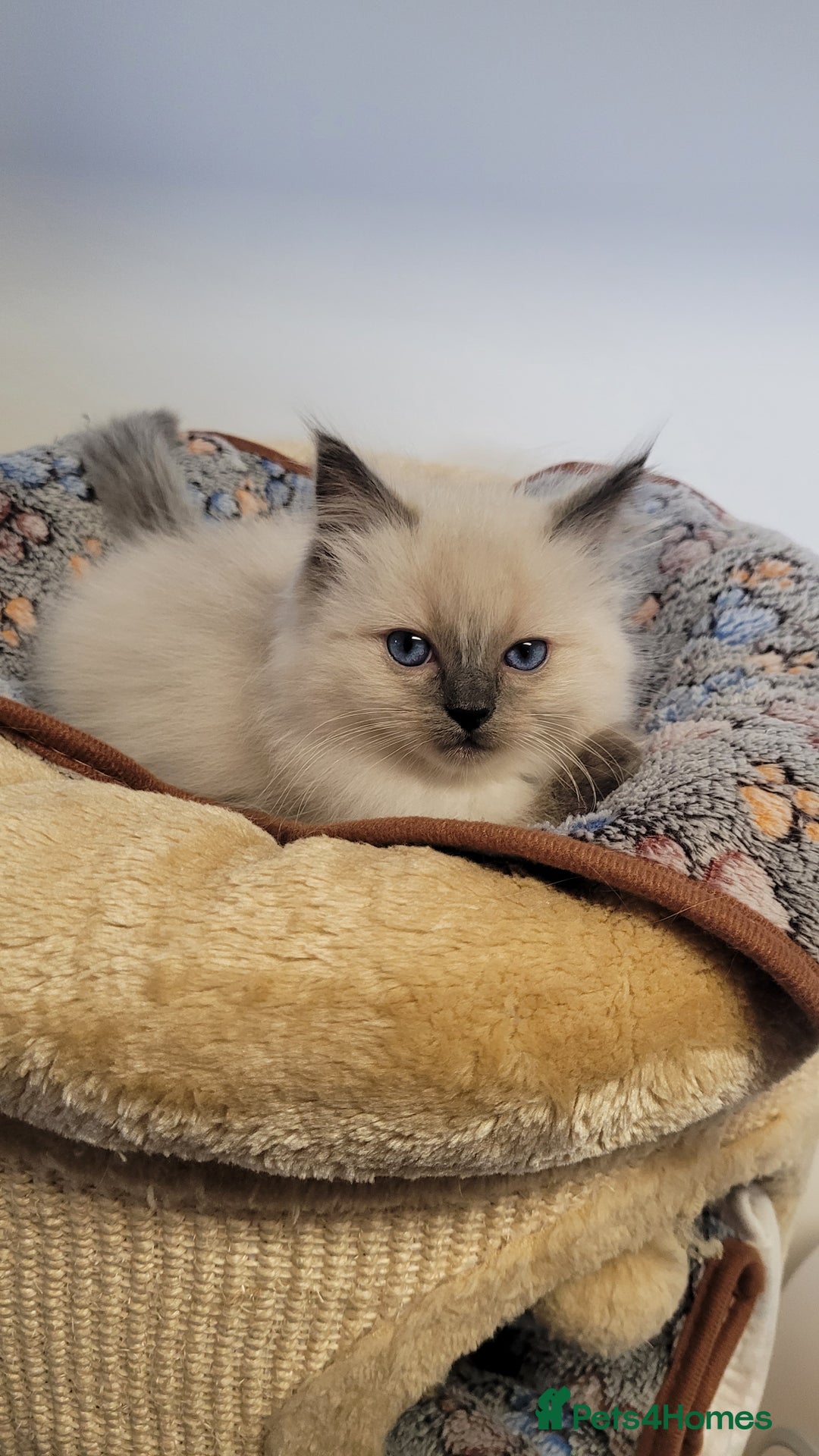 Ragdoll cats for sale: 🐾😺 3 Fluffy Ragdoll Kittens Waiting for You ♥♥♥ - Image 14
