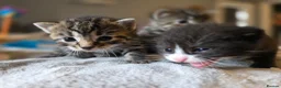 Mixed Breed cats for sale: 3 gorgeous kittens looking for their forever homes - Advert 5