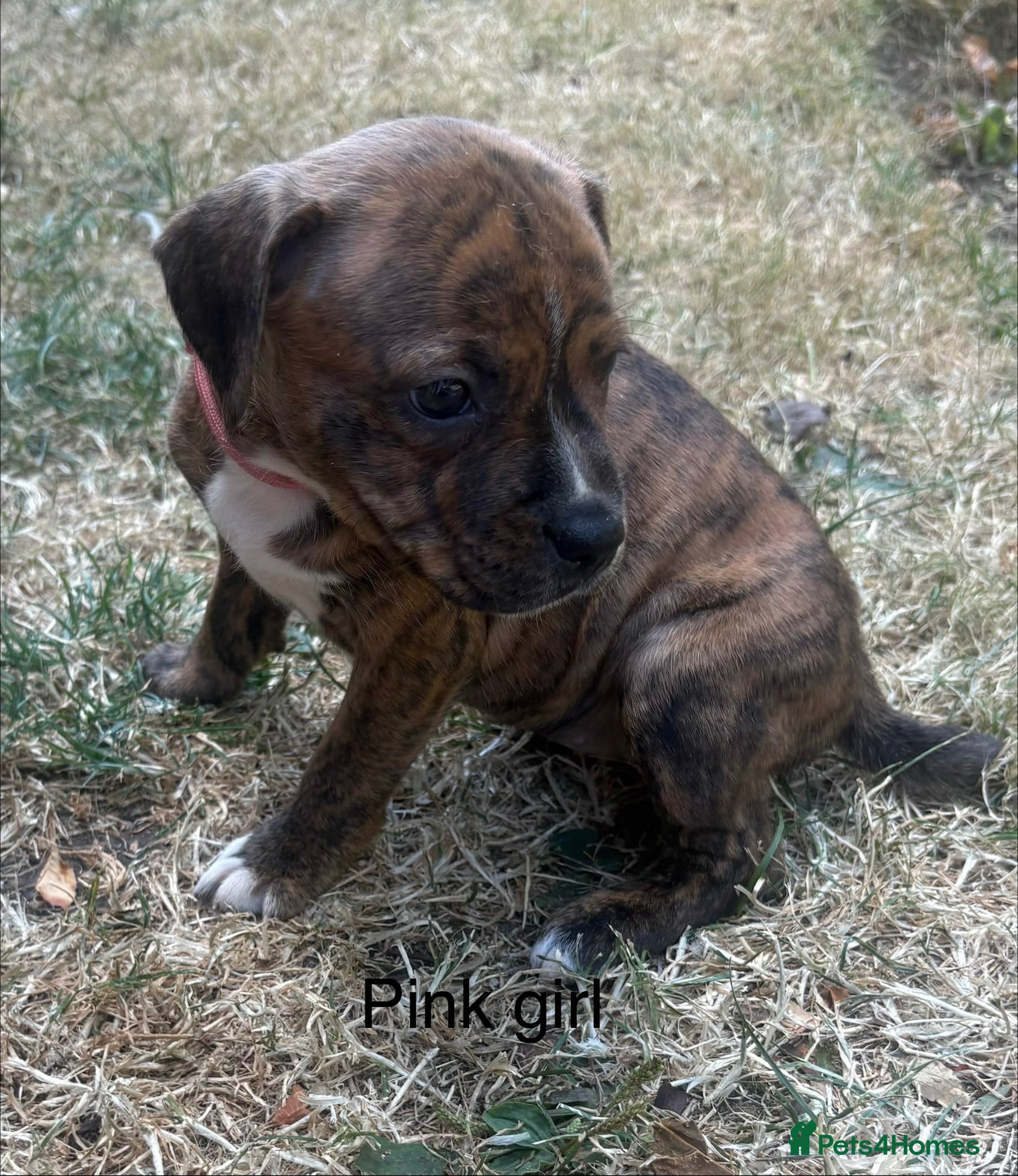 Staffordshire Bull Terrier dogs **ready to go this weekend** - Advert 1