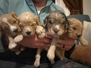 Cockapoo dogs Gorgeous Cockapoo Puppies - Advert 9