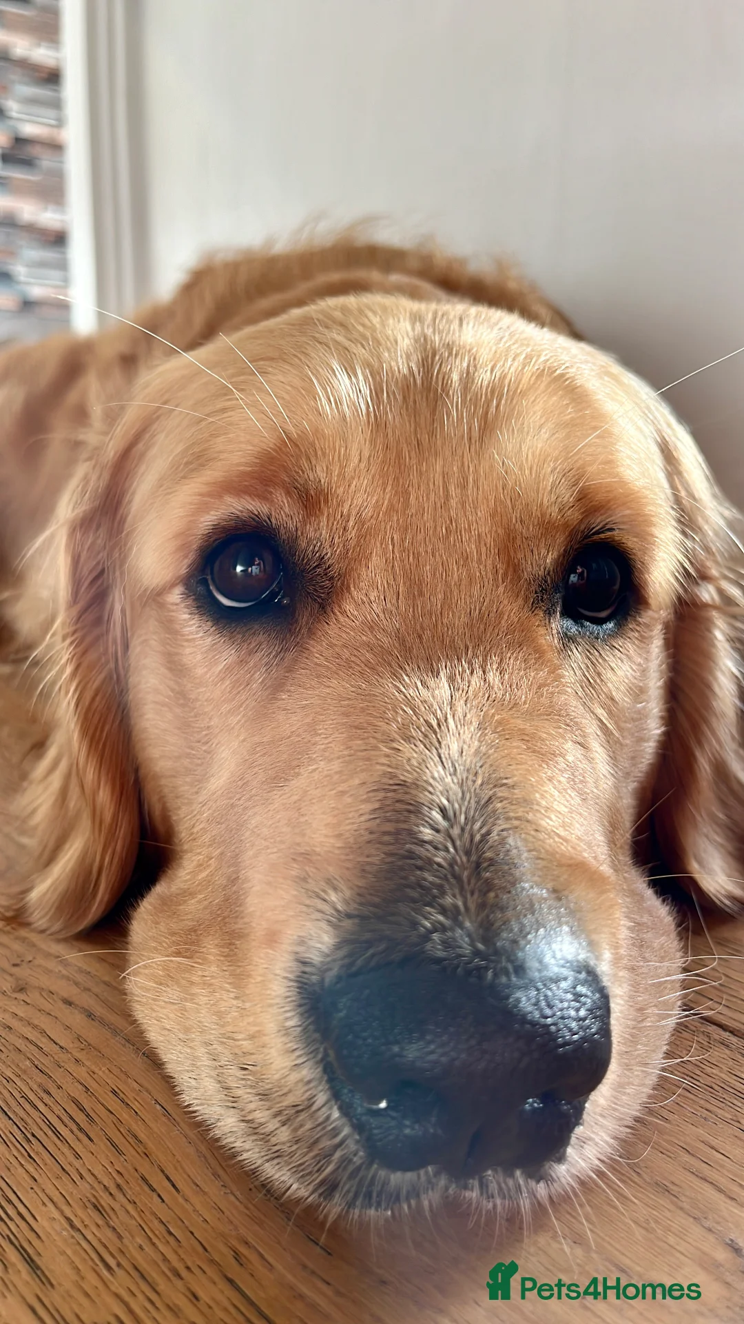 Golden Retriever dogs for stud: Kobe - KC Registered Golden Retriever Stud  - Advert 3