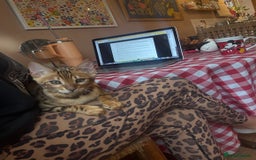 Bengal cats for sale: Beautiful bengal looking for new home - Image 2