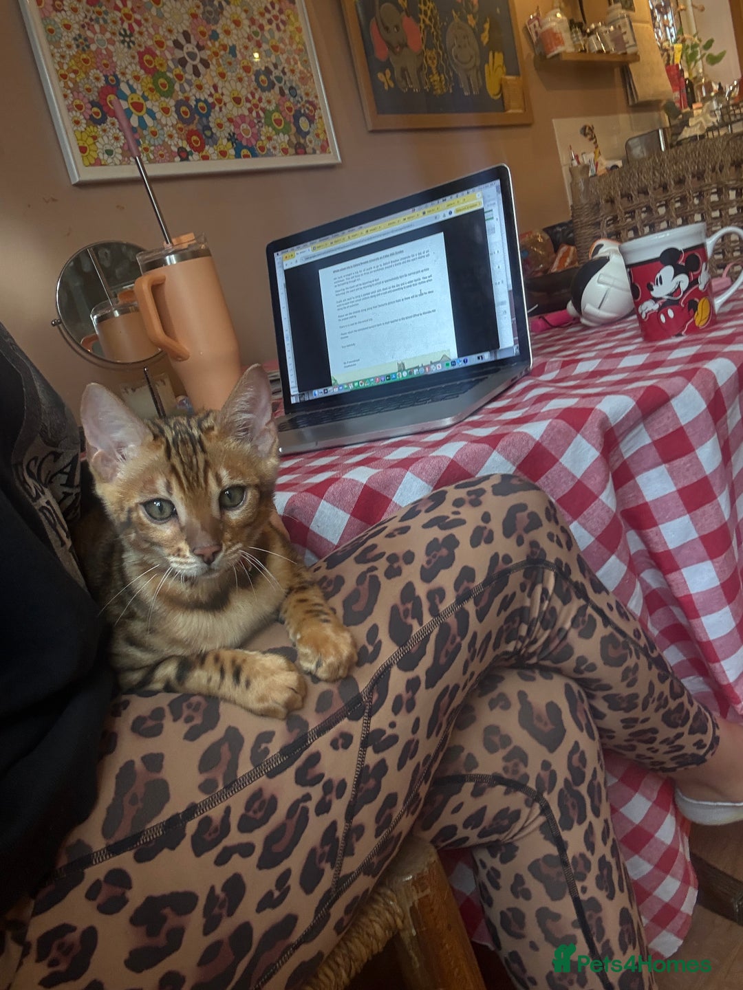 Bengal cats for sale: Beautiful bengal looking for new home - Image 2