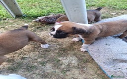 Boxer dogs for sale: Boxer puppies kennel club reg 5 star licence  - Image 14
