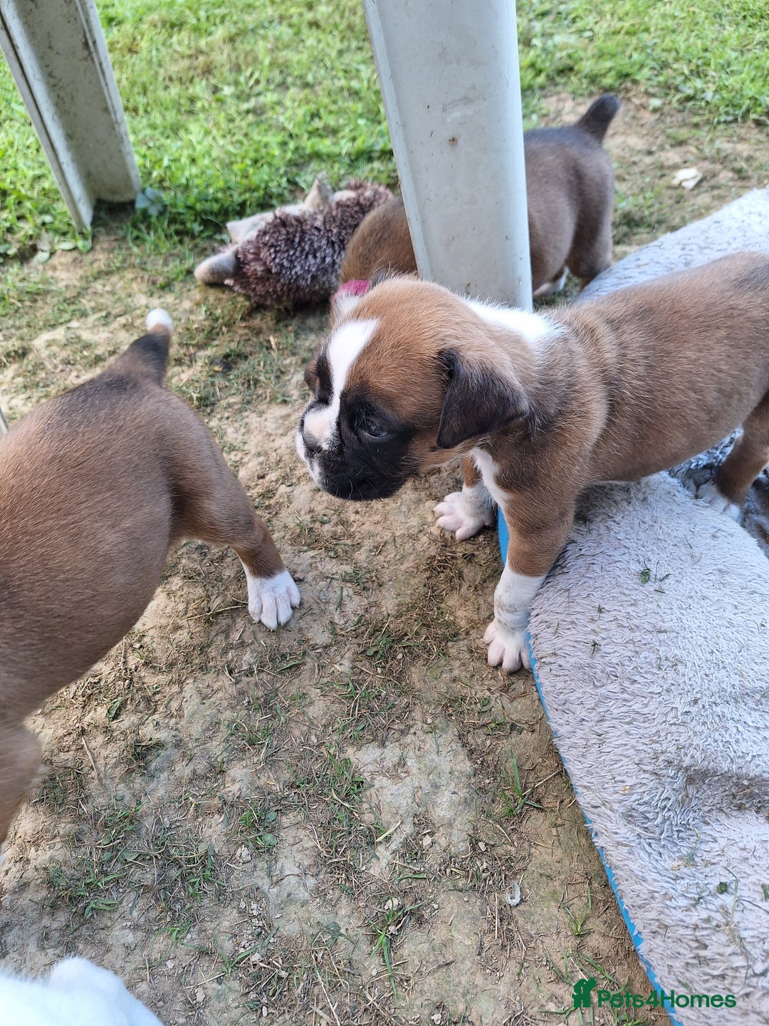 Boxer dogs for sale: Boxer puppies kennel club reg 5 star licence  - Image 14