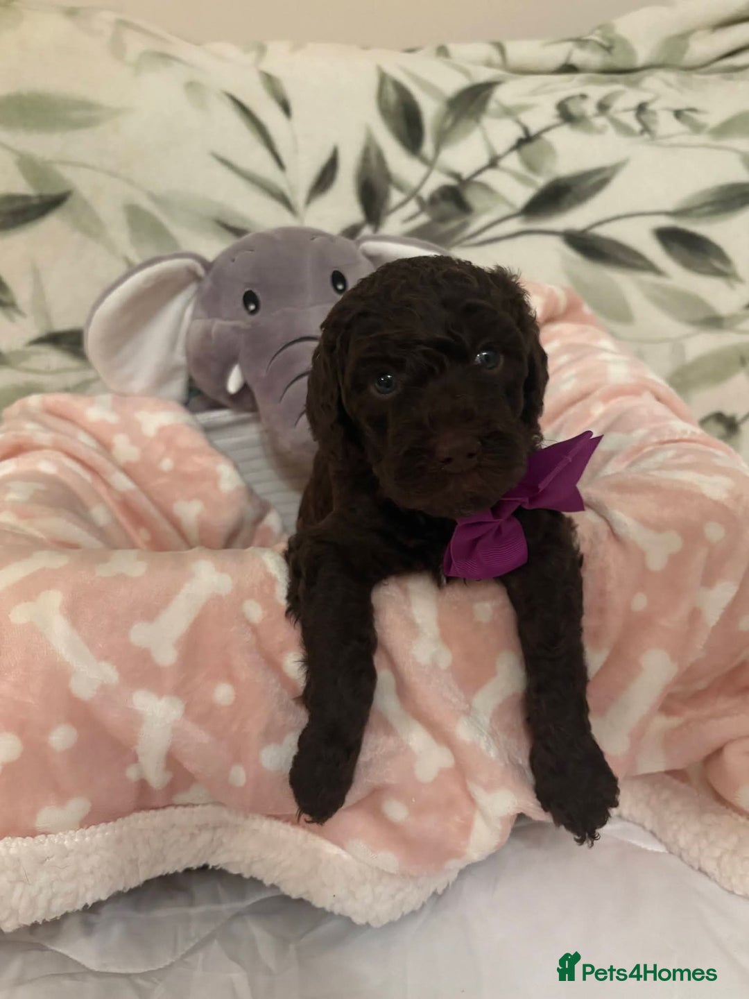 Labradoodle dogs for sale: Lovable F3B Parti Labeadoodle Puppies  - Advert 12