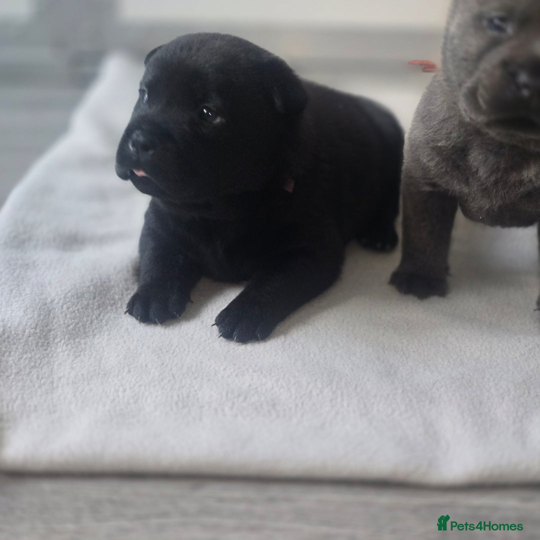 Mixed Breed dogs for sale: Chaffy puppies - Advert 12