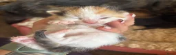 Mixed Breed cats for sale: 6 beautiful kittens - Advert 6