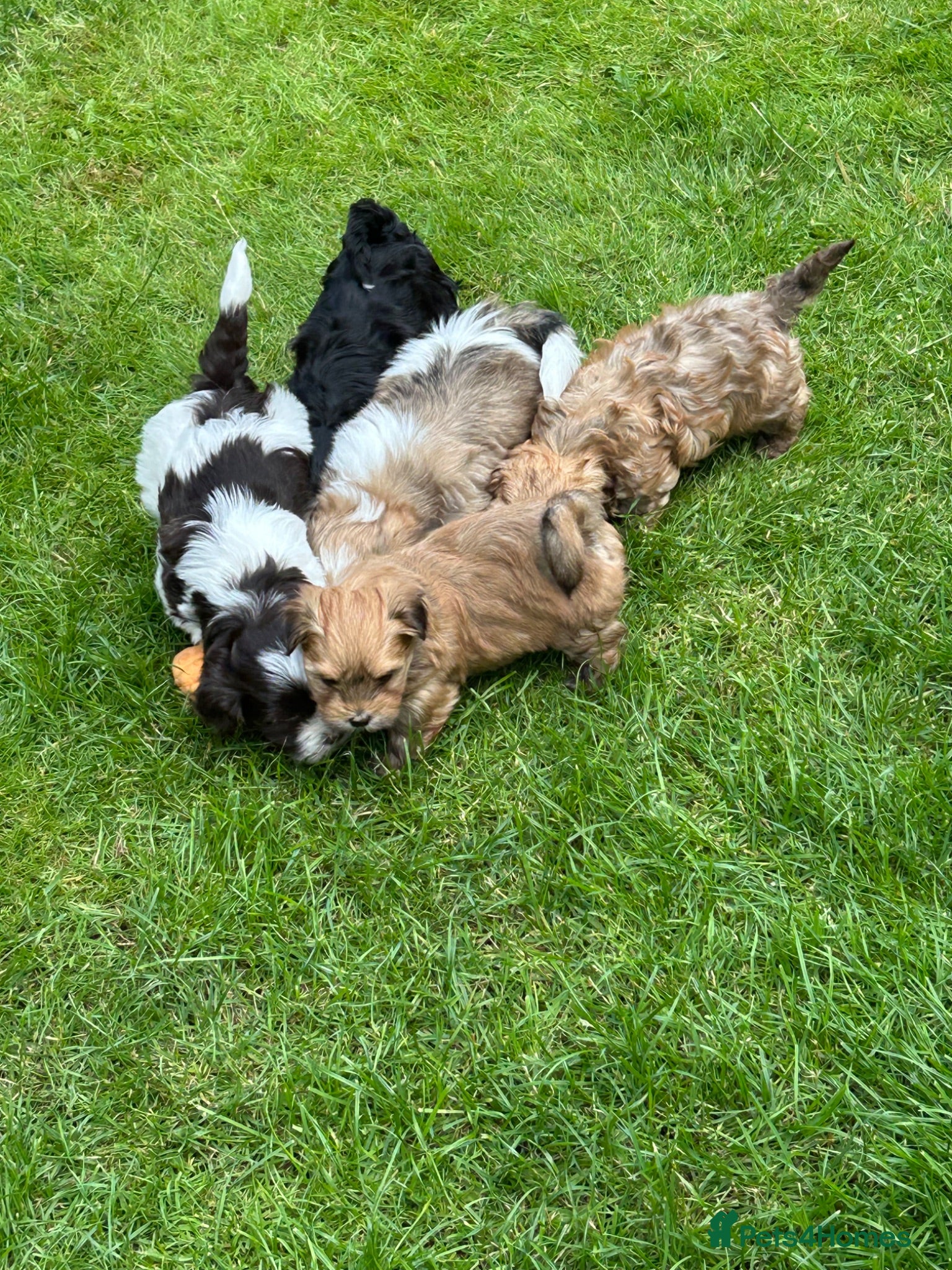 Havanese dogs 8 Exceptional colours KC reg Havanese puppies  - Advert 3