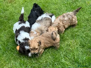 Havanese dogs 8 Exceptional colours KC reg Havanese puppies - Advert 4