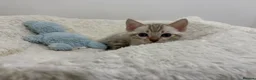 Bengal cats for sale: Out standing TICA reg Bengal Kittens  - Advert 4