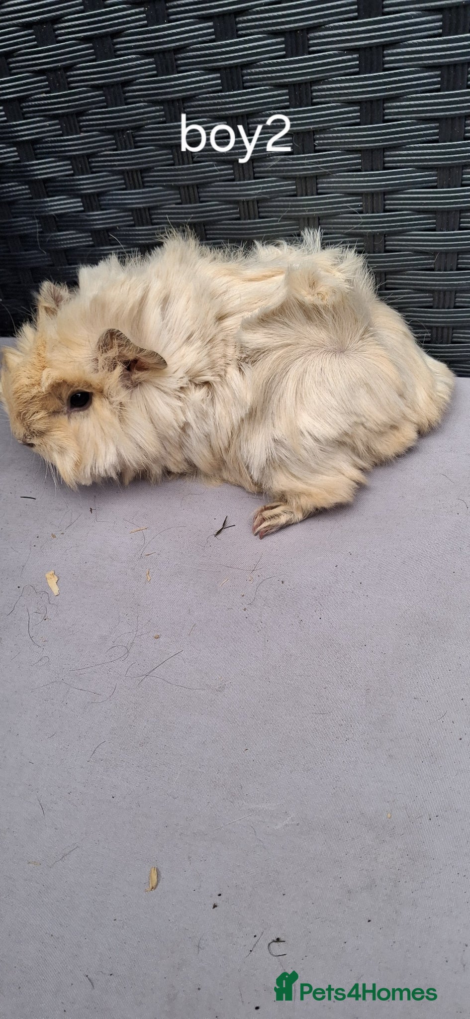 Guinea Pig rodents Baby boy guinea pigs - Advert 2