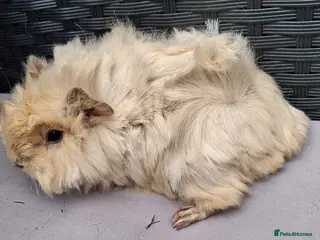 Guinea Pig rodents Baby boy guinea pigs - Advert 2