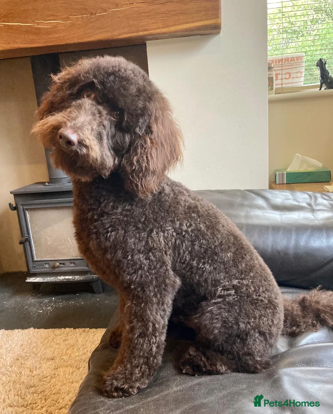 Bordoodle dogs for sale: Borderdoodles chocolate and white  - Advert 2