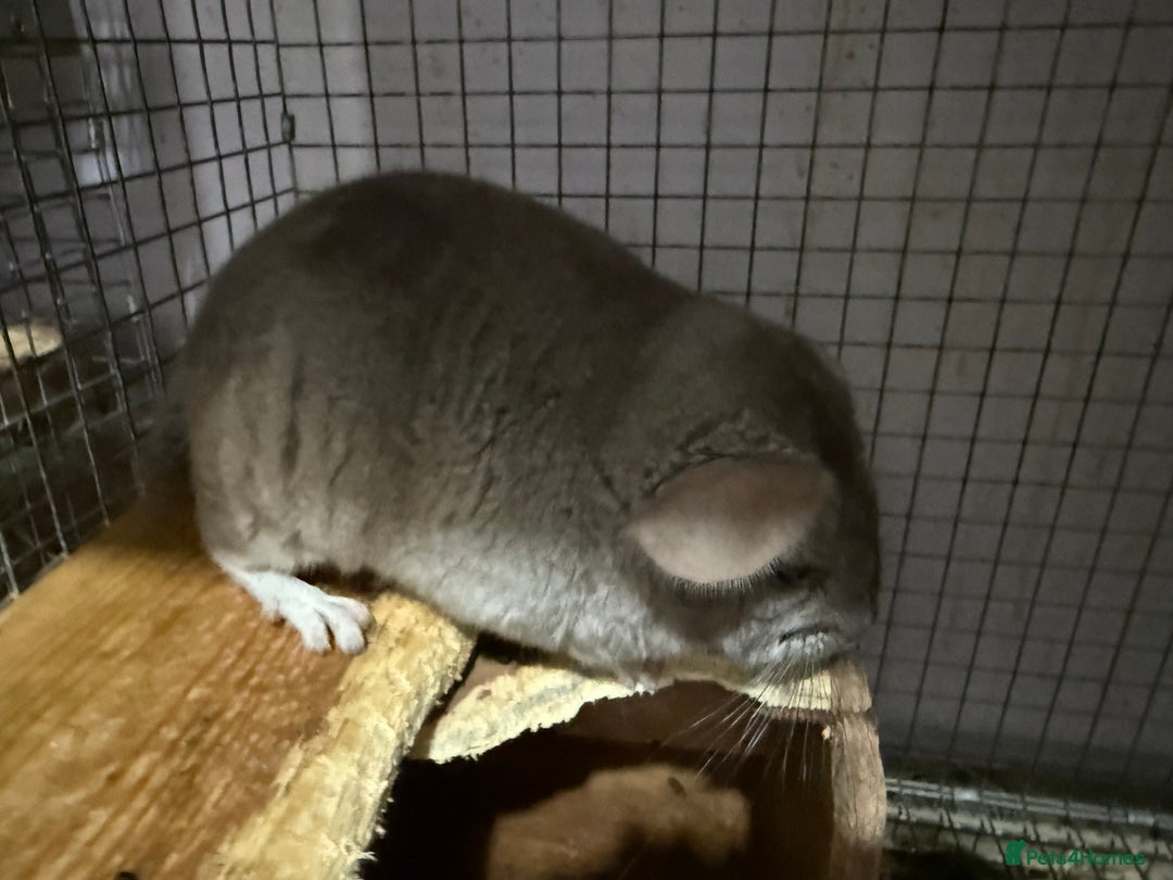 Chinchilla rodents for sale: Chinchillas  - Advert 5