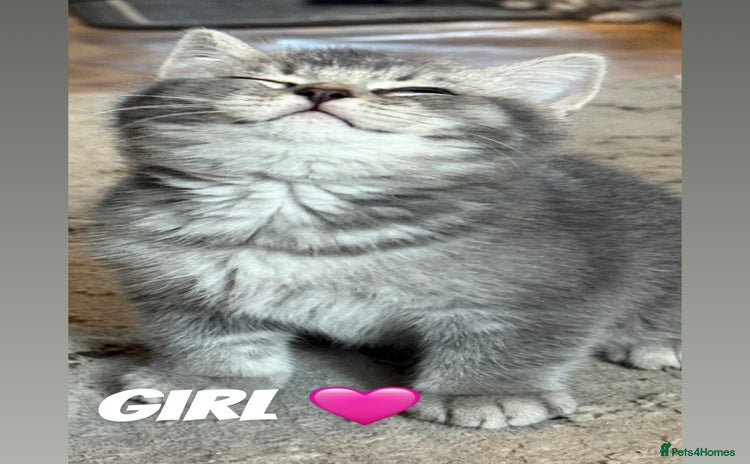 British Shorthair cats - Advert 3