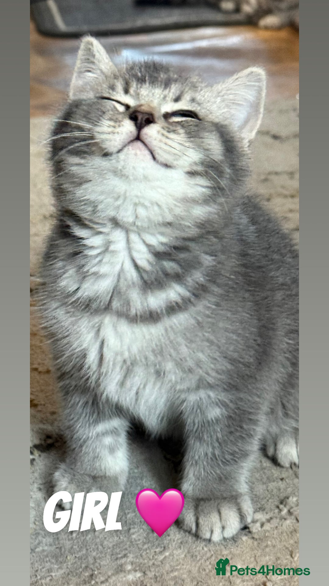 British Shorthair cats for sale: Beautiful British shorthairs  - Image 1