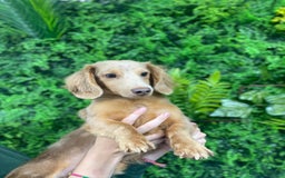Miniature Dachshund dogs for sale: Adult Isabella dapple tan carrying cream  - Image 2